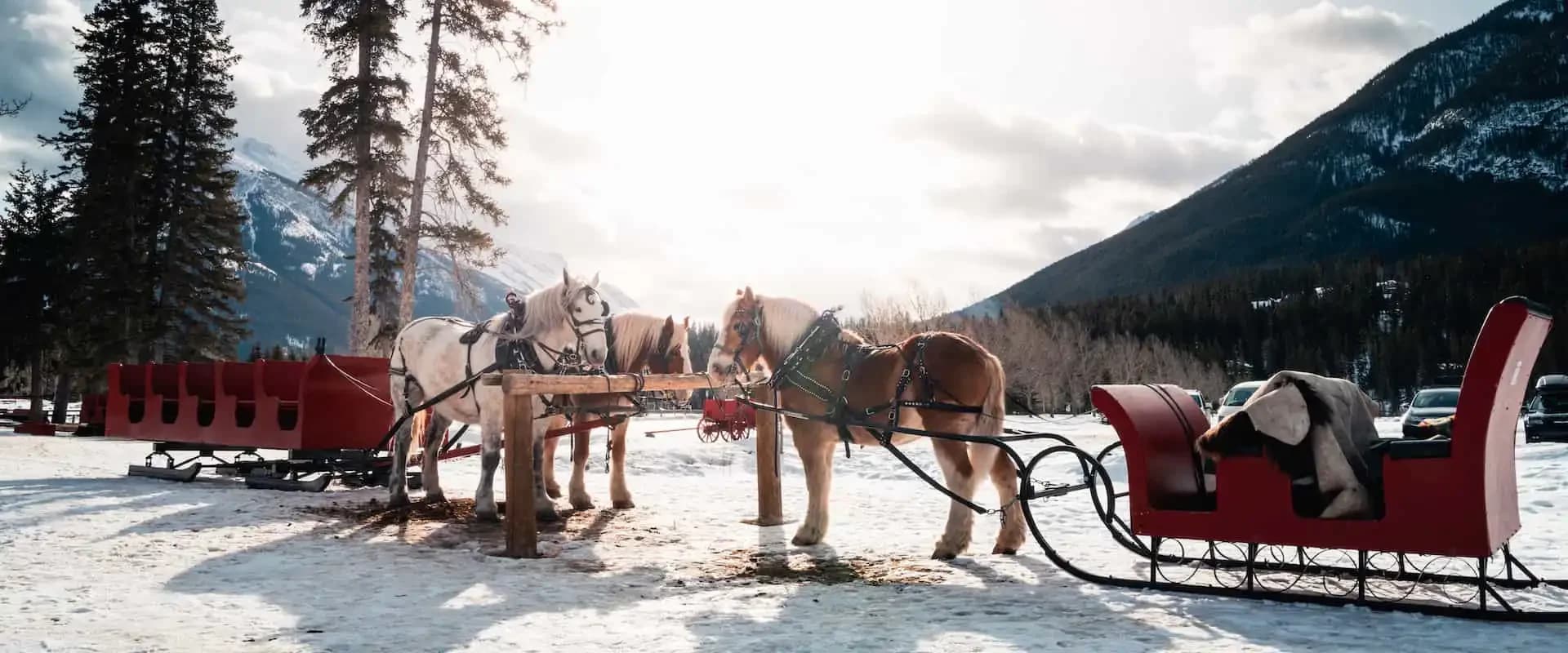 Banff winter sleigh rides