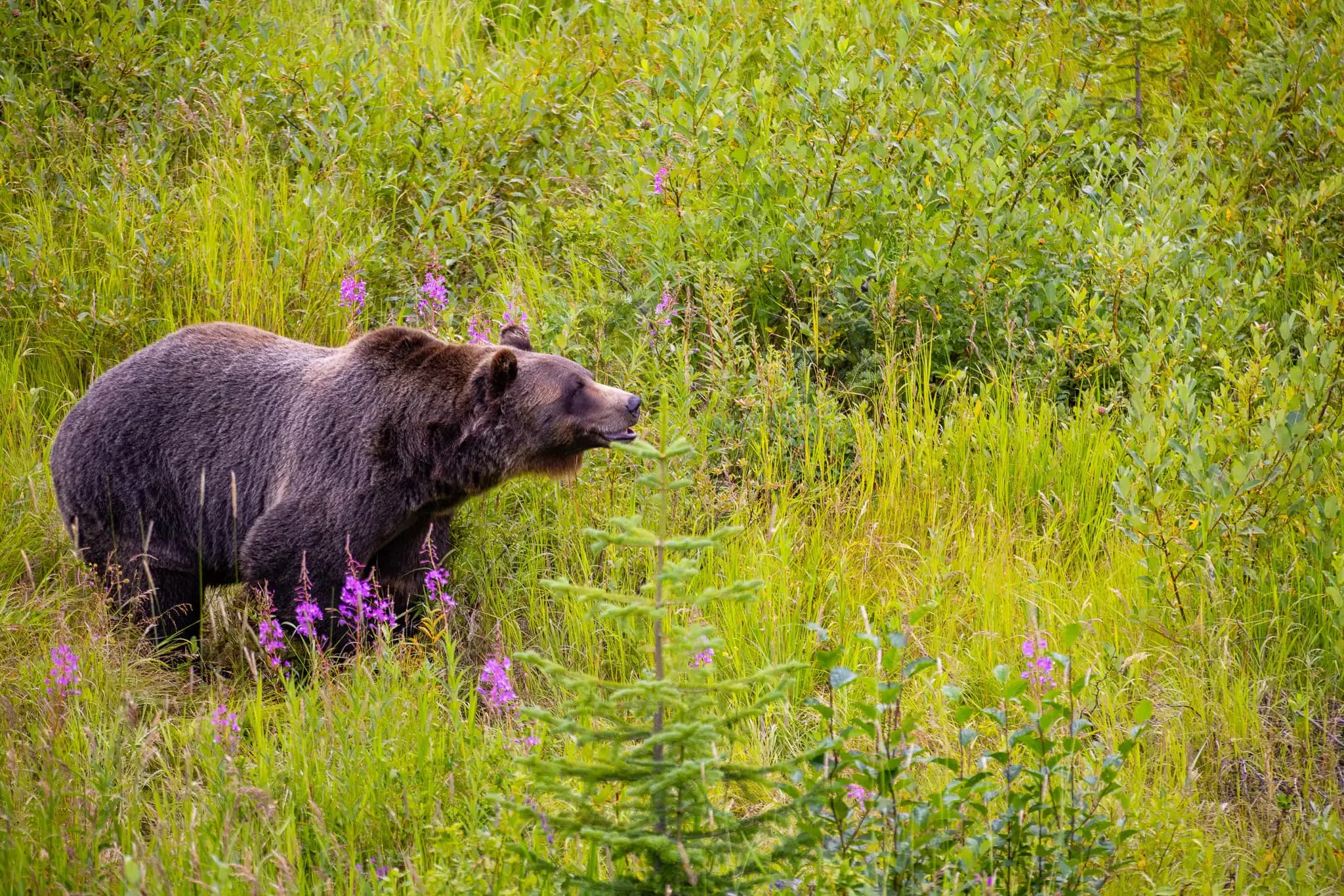 The Grizzly Bear Refuge Tour