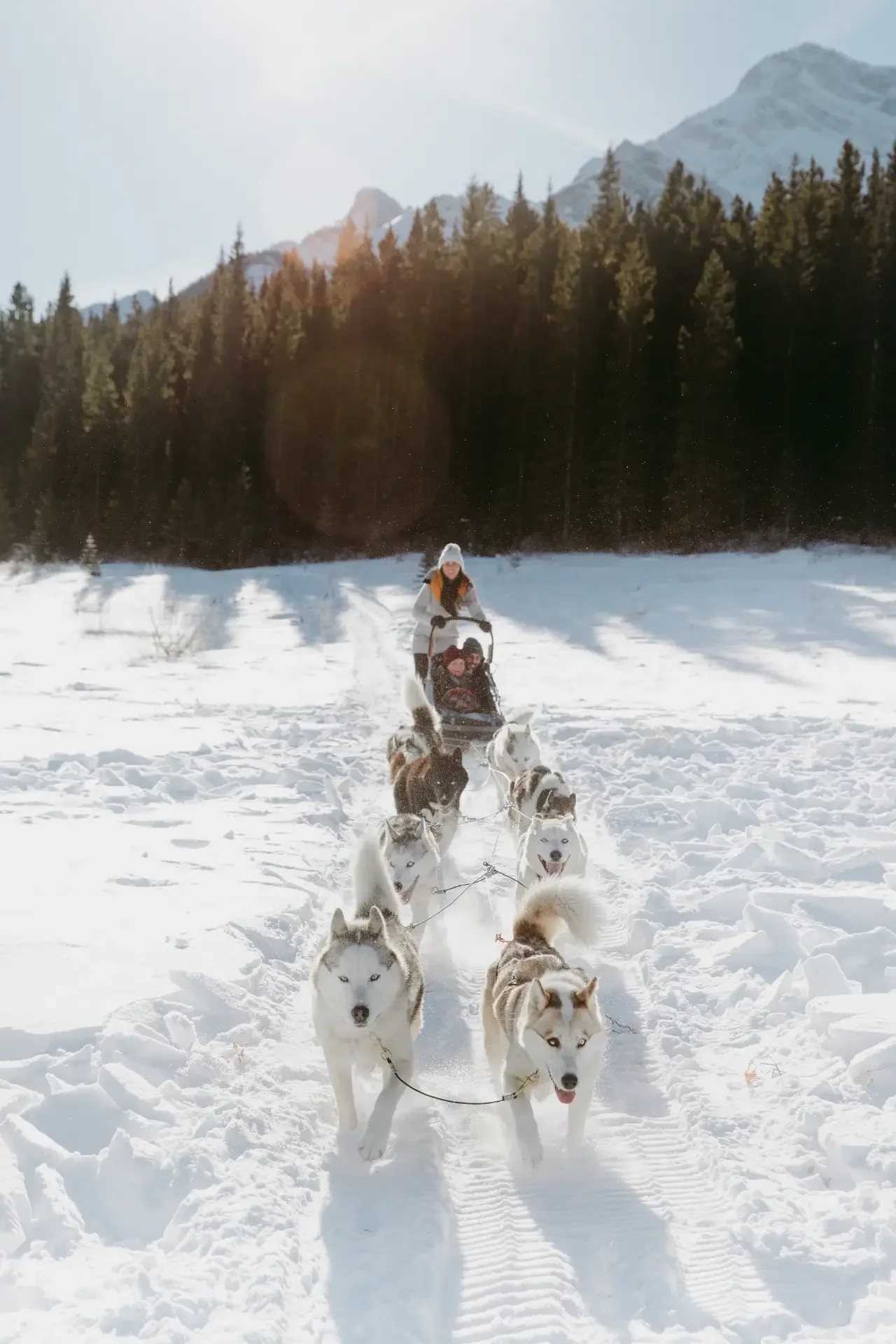 Dogsledding tour near Canmore