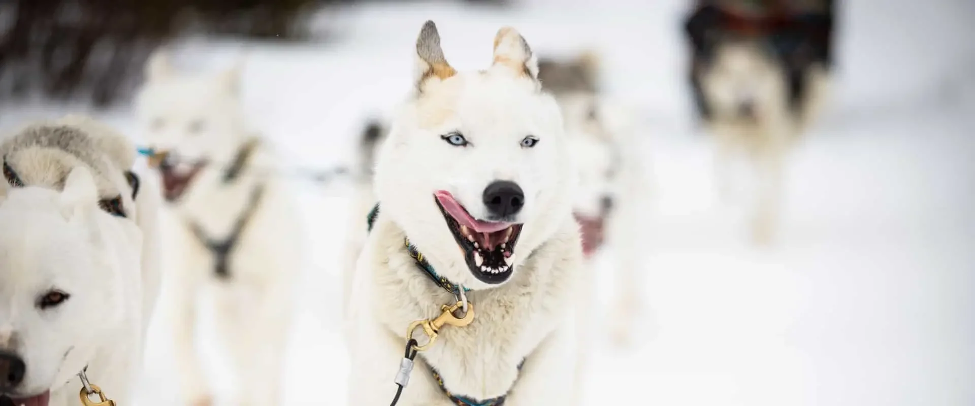 Husky dogsledding near Canmore