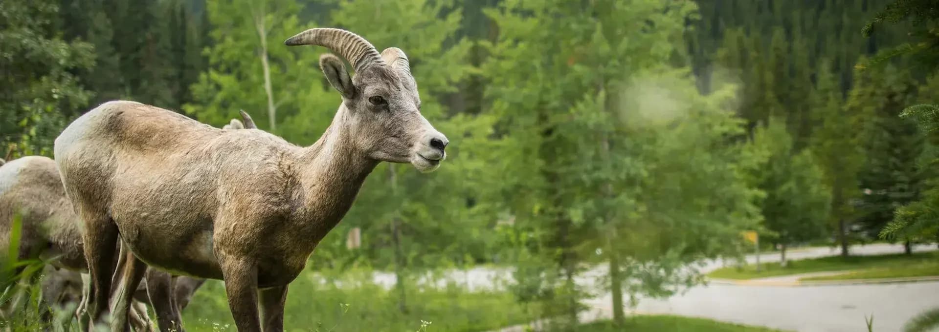 Jasper Wildlife 2