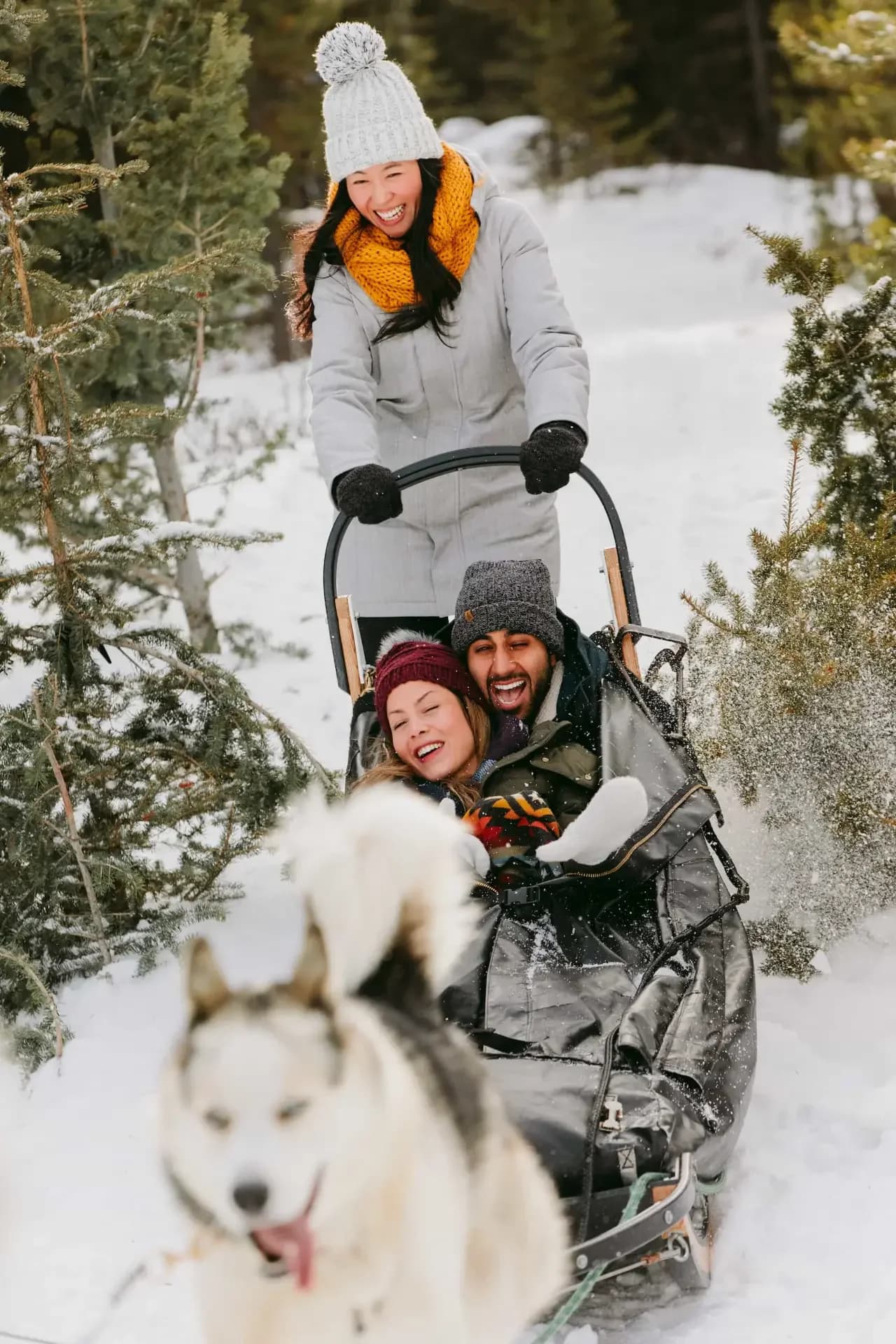 Option to drive the dogsled