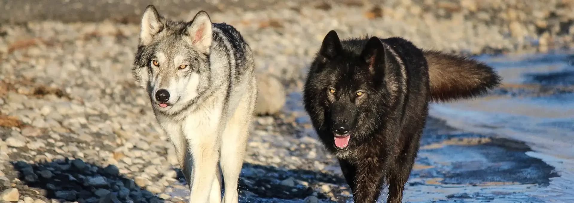 Yamnuska WolfDog Sanctuary