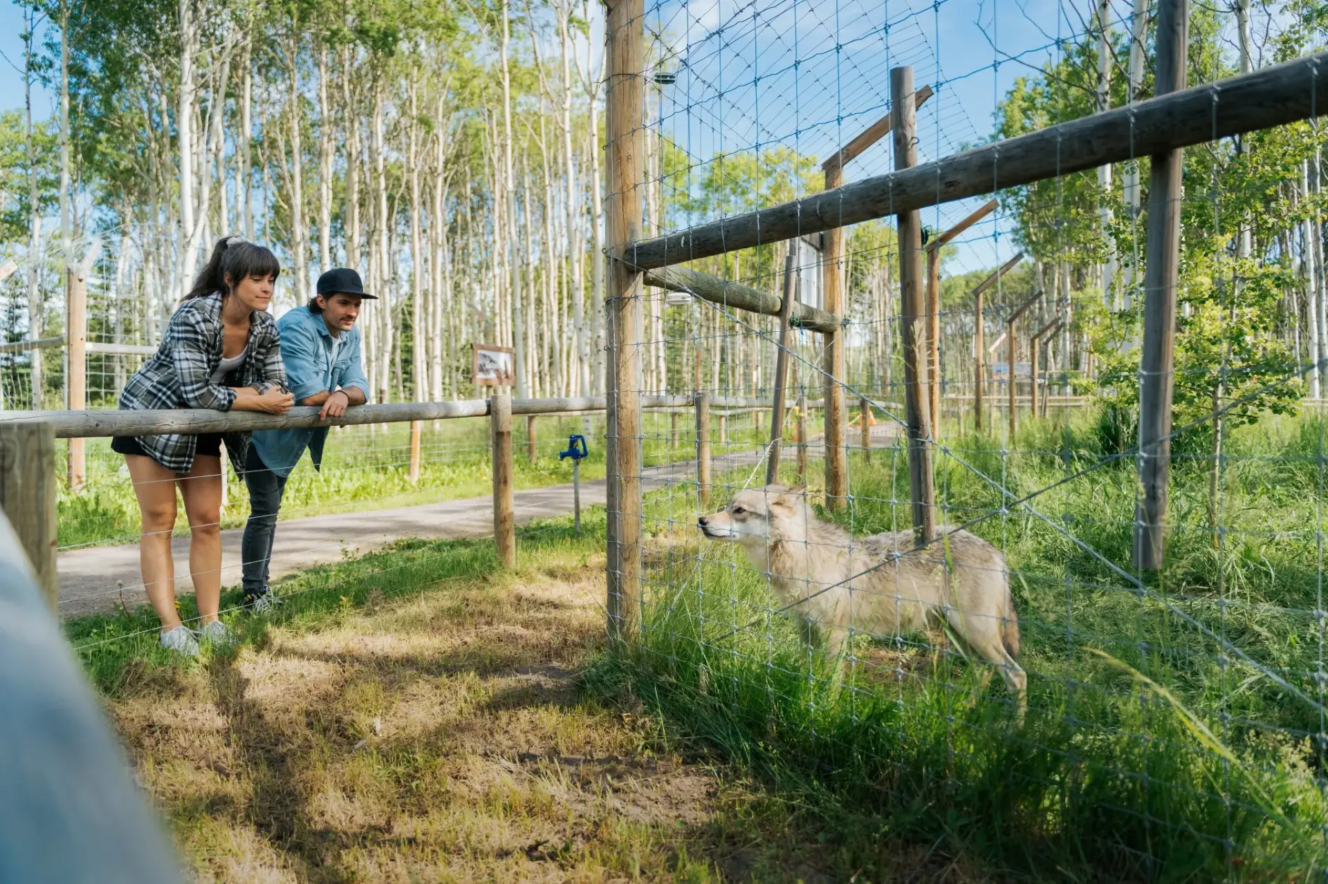 Wolfdog Sanctuary – Self Guided — Banff National Park tour photo 8
